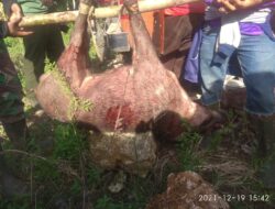 Babi Hutan kembali Dimusnahkan di Desa Paccarammengang, Begini yang Disampaikan Bupati Bulukumba